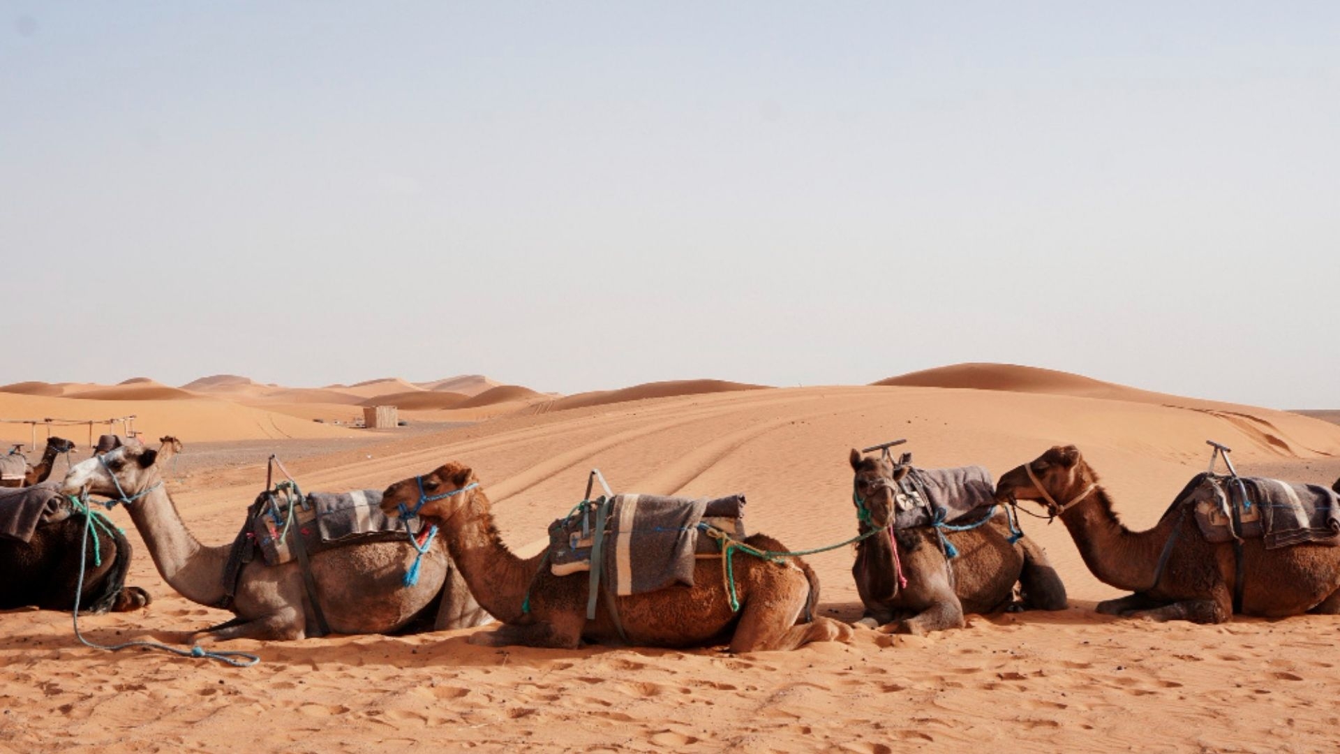Dubai Çöl Safari Deneyimi: Jeep Turları ve Kum Kayağı Keyfi