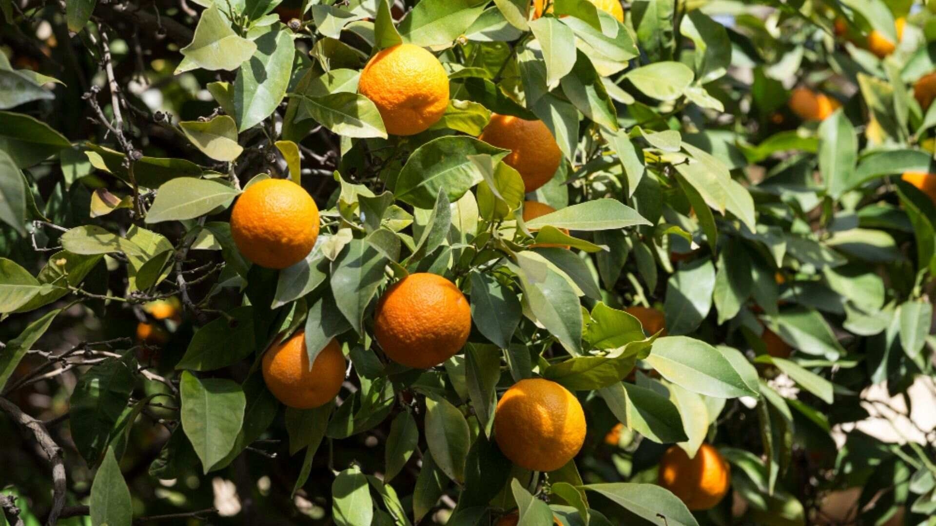 Mandalina Mevsiminde Sığacık: 2–3 Günlük Aile Planı